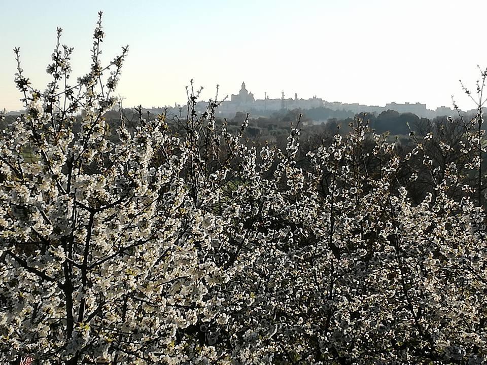 B&B Masseria Nardelli Locorotondo Exterior foto